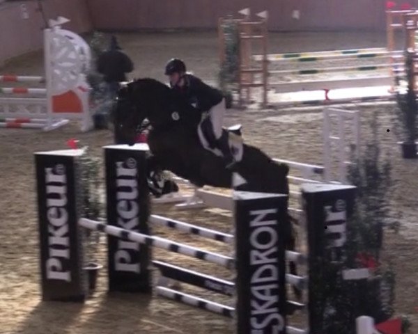 jumper Sandro Fly (German Sport Horse, 2014, from Sandro Boy)