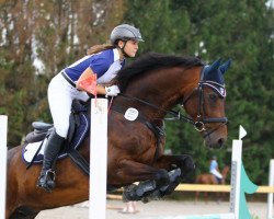 Springpferd Coeur de Classic (Deutsches Sportpferd, 2009, von Classic Quainton)