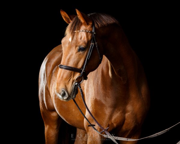 dressage horse Denver A (Oldenburg, 2006, from Dimaggio)