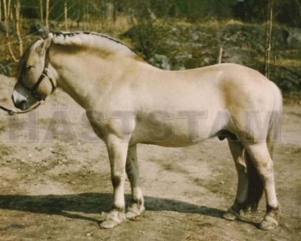 Deckhengst Hegg 128 SWE (Fjordpferd, 1980, von Frippe 91 SWE)