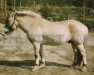 stallion Hegg 128 SWE (Fjord Horse, 1980, from Frippe 91 SWE)