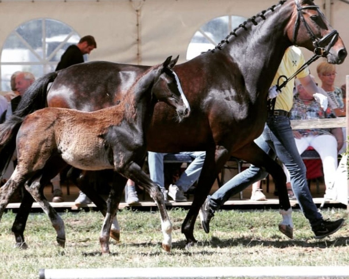 broodmare Liberty Island 2 (Hanoverian, 2007, from Locksley II)