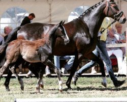 broodmare Liberty Island 2 (Hanoverian, 2007, from Locksley II)