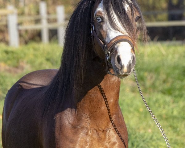 horse Latroptals Blue Dancer (Welsh mountain pony (SEK.A), 2016, from Bento)