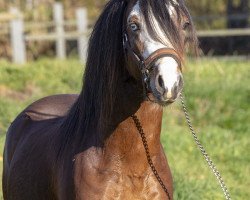 horse Latroptals Blue Dancer (Welsh mountain pony (SEK.A), 2016, from Bento)