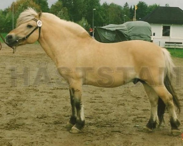 stallion Dacke 104 SWE (Fjord Horse, 1977, from Ene 55 SWE)