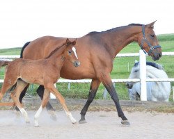 broodmare Elcorama (Bavarian, 2007, from Quadrigus M)