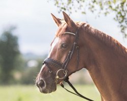 Zuchtstute Tokyo (Deutsches Reitpony, 2003, von Top Non Stop II)