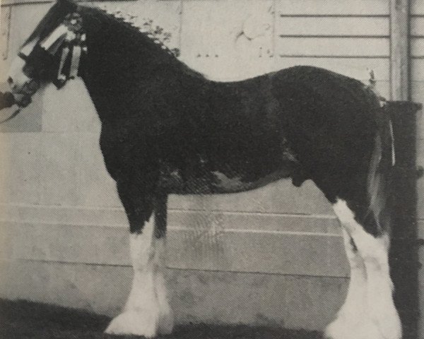 Deckhengst Doura King O' the Ring (Clydesdale, 1984, von Doura Majestic)