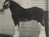 stallion Doura King O' the Ring (Clydesdale, 1984, from Doura Majestic)