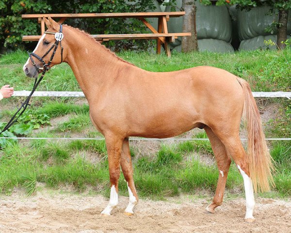 dressage horse Venustas Dartagnan (German Riding Pony, 2016, from Dating At NRW)
