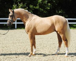 dressage horse Dr. Best 4 (German Riding Pony, 2016, from Dating At NRW)