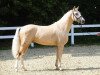 stallion Damenheld (German Riding Pony, 2016, from Dating At NRW)