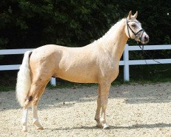 stallion Damenheld (German Riding Pony, 2016, from Dating At NRW)