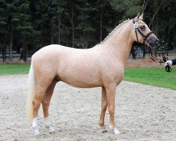 stallion Der Ausserirdische (German Riding Pony, 2016, from Dating At NRW)