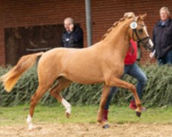 dressage horse Deep Impact (German Riding Pony, 2016, from Dating At NRW)