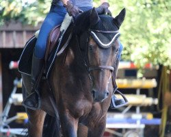 broodmare Dayton Dream von Worrenberg (Hanoverian, 2009, from Diarado)