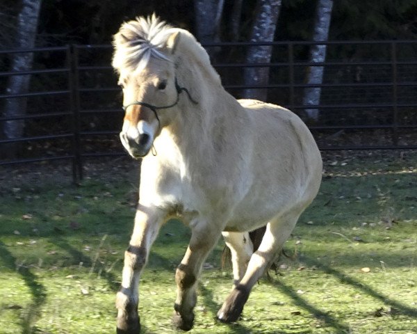 Zuchtstute Hallie (Fjordpferd, 2012, von Tico)