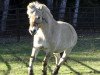 broodmare Hallie (Fjord Horse, 2012, from Tico)