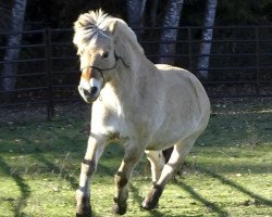 broodmare Hallie (Fjord Horse, 2012, from Tico)