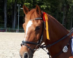 Springpferd Pete Pepper (Deutsches Reitpony, 2008, von Pieter Pan)