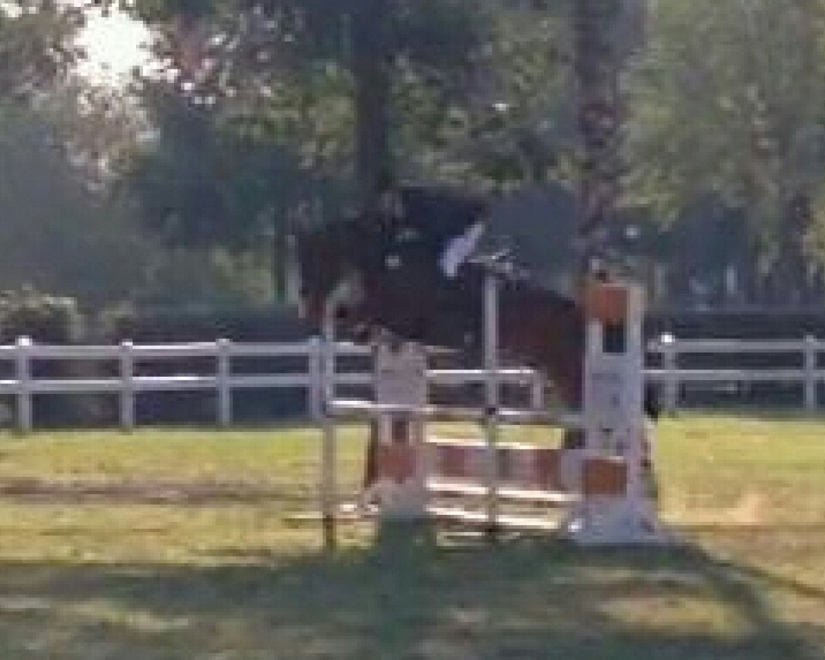 broodmare Gitania 14 (Hanoverian, 2009, from Graf Top)