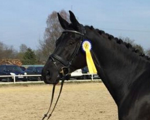 dressage horse St.Anton 3 (Hanoverian, 2012, from Soliman)