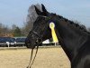 dressage horse St.Anton 3 (Hanoverian, 2012, from Soliman)