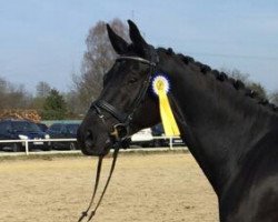 dressage horse St.Anton 3 (Hanoverian, 2012, from Soliman)