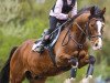 dressage horse Don Kelly (German Riding Pony, 2007, from Do it Again)