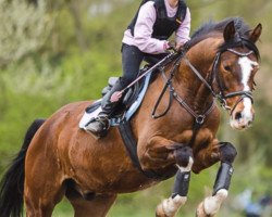 Dressurpferd Don Kelly (Deutsches Reitpony, 2007, von Do it Again)