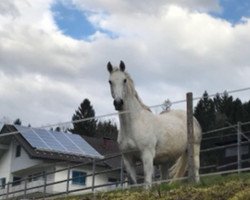 broodmare Raviena (Holsteiner, 2001, from Lansing)