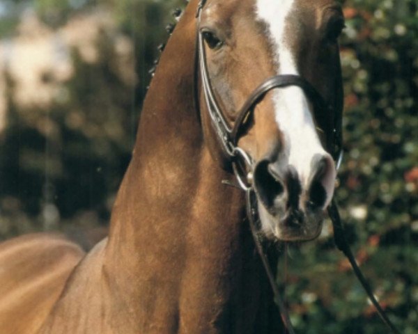 horse Argentan I (Hanoverian, 1967, from Absatz)