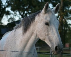 broodmare Wonder World (Oldenburg, 2004, from Wolkentanz II)