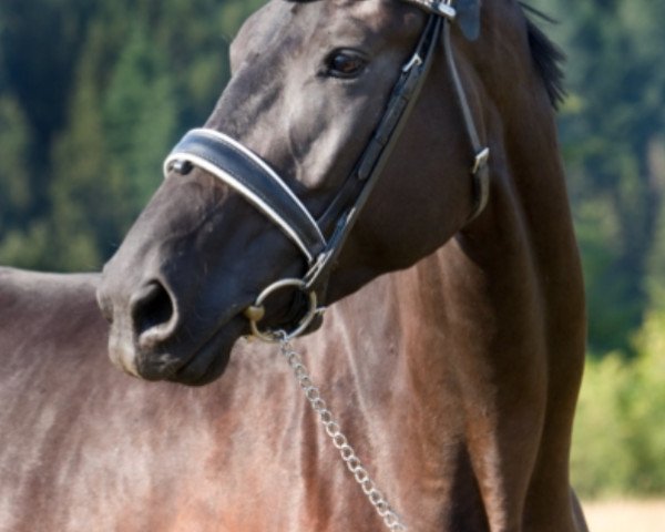 horse Waneisa (Oldenburg, 2014, from Millennium)