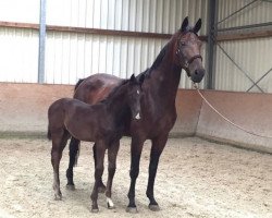 dressage horse SoSo (Oldenburg, 2018, from Secret)