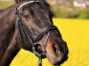 broodmare April (New Forest Pony, 1999, from Anydale Nico)