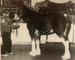 Zuchtstute Centreview Top Girl (Clydesdale, 1990, von Doura King O' the Ring)