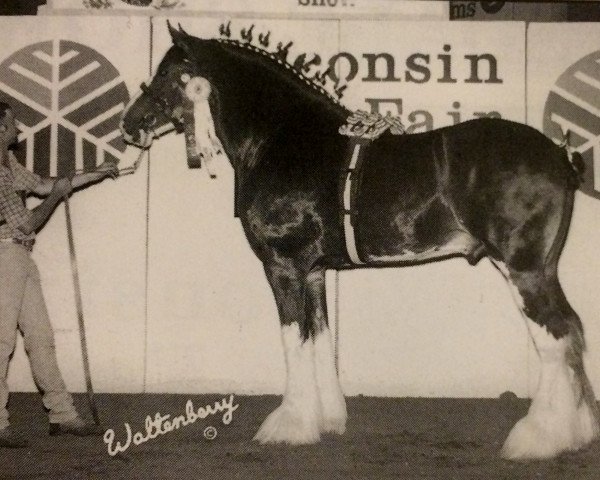 stallion Thistle Ridge Eaton Victor (Clydesdale, 1993, from Hillmoor Fusilier)