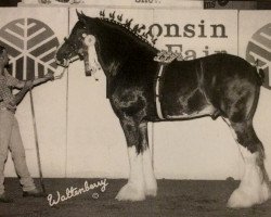 Deckhengst Thistle Ridge Eaton Victor (Clydesdale, 1993, von Hillmoor Fusilier)