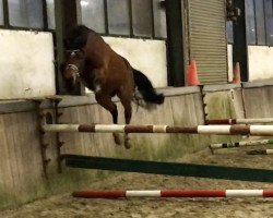 Springpferd On Top Nonstop NH (Deutsches Reitpony, 2018, von Oosteinds Ricky)