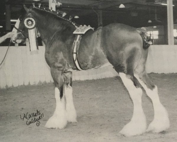 stallion Twin Creek Victor's Top Gun (Clydesdale, 1997, from Thistle Ridge Eaton Victor)