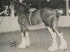 stallion Twin Creek Victor's Top Gun (Clydesdale, 1997, from Thistle Ridge Eaton Victor)