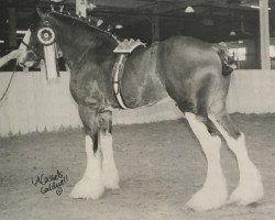 Deckhengst Twin Creek Victor's Top Gun (Clydesdale, 1997, von Thistle Ridge Eaton Victor)