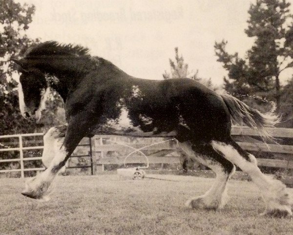 Deckhengst Torrs Buster (Clydesdale, 1994, von Torrs Trueform)