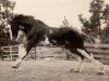 Deckhengst Torrs Buster (Clydesdale, 1994, von Torrs Trueform)