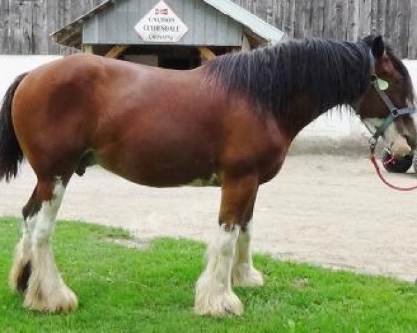 Zuchtstute A.M. Buster's Monarch (Clydesdale, 2009, von Torrs Buster)