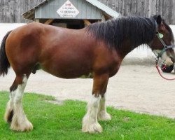 Zuchtstute A.M. Buster's Monarch (Clydesdale, 2009, von Torrs Buster)