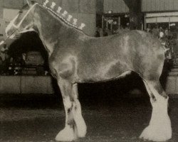 Zuchtstute Gregghall Sensational Jewel (Clydesdale, 1999, von Doura Sensation)