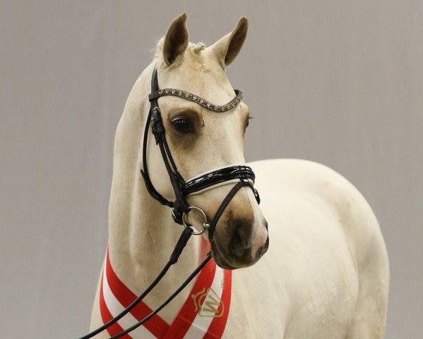 dressage horse Gamble Sd (German Riding Pony, 2018, from Golden Grey NRW)